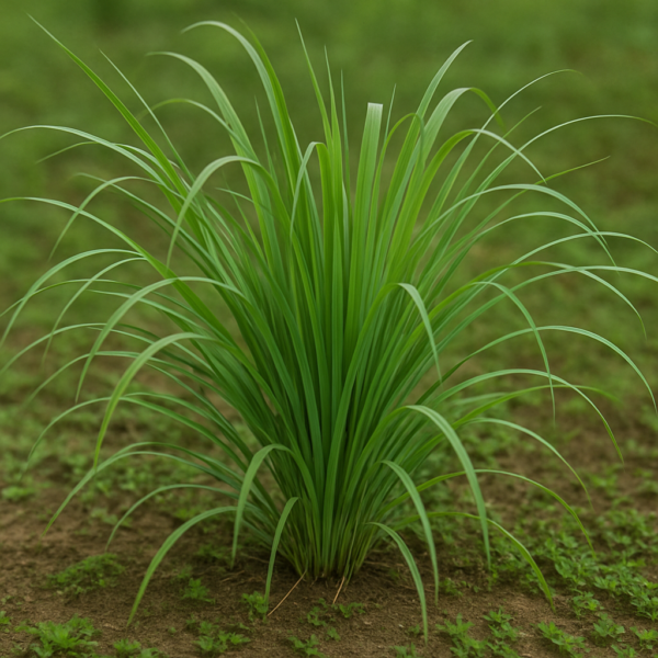 Lemongrass "The Refreshing Herb" - Image 2